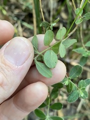 Pimelea altior
