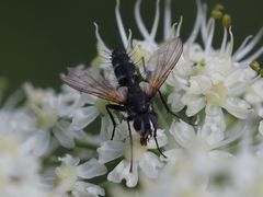 Phyllomya volvulus