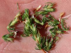 Aspalathus hispida hispida