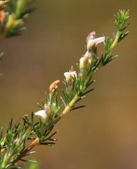 Aspalathus hispida hispida