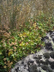 Alchemilla saxatilis