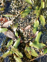 Potamogeton gramineus