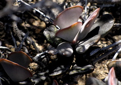 Adromischus triflorus