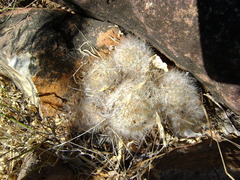 Mammillaria guelzowiana