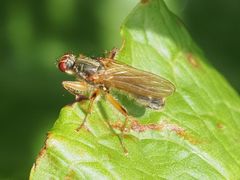 Norellisoma armipes