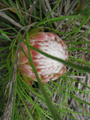 Protea montana