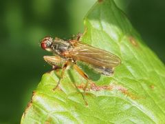 Norellisoma armipes