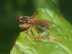 Norellisoma armipes
