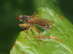 Norellisoma armipes