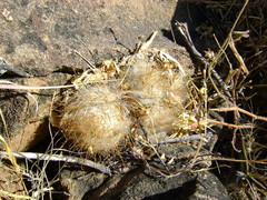 Mammillaria guelzowiana