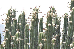 Stenocereus queretaroensis