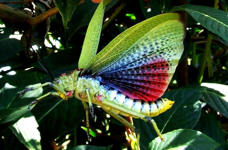 Green Milkweed Locust Arthropods Of Kenya INaturalist