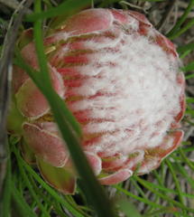 Protea montana