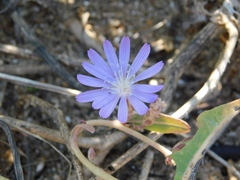 Lactuca tatarica