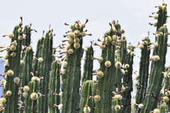 Stenocereus queretaroensis