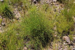 Aspalathus bracteata