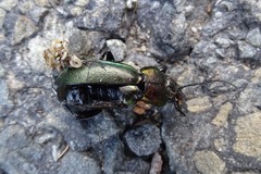 Carabus scheidleri