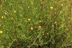 Aspalathus bracteata