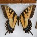 Florida Tiger Swallowtail - Photo (c) hobiecat, some rights reserved (CC BY-NC), uploaded by hobiecat