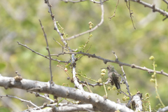 Cynanthus latirostris