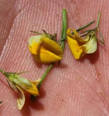 Aspalathus bracteata