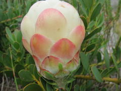Protea venusta