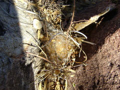 Mammillaria guelzowiana