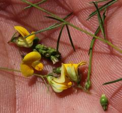 Aspalathus bracteata