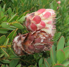 Protea venusta