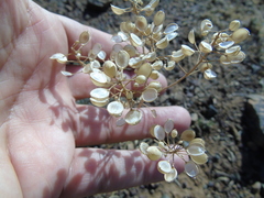 Bornmuellera tymphaea