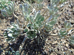 Bornmuellera tymphaea