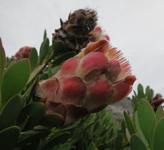 Protea venusta