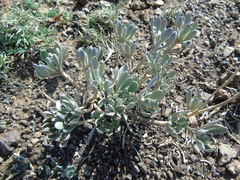 Bornmuellera tymphaea