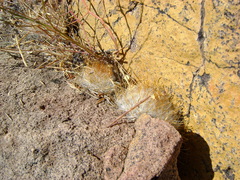 Mammillaria guelzowiana