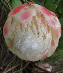 Protea venusta