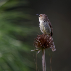 Prinia hypoxantha
