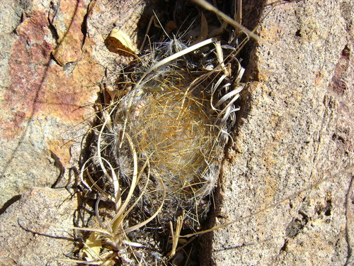 Cochemiea guelzowiana, photograph 6