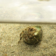 Clibanarius striolatus