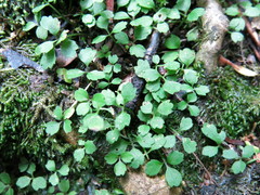 Azorella hookeri