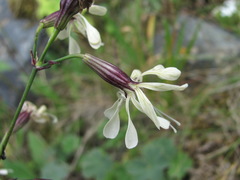 Silene saxatilis