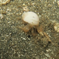 Trichopagurus macrochela