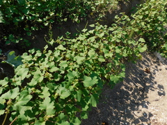 Xanthium orientale
