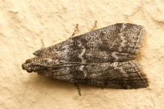 Sciota hostilis