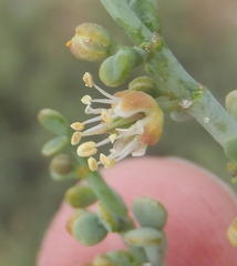 Tetraena chrysopteros
