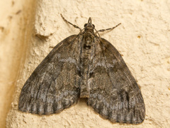Hydriomena impluviata