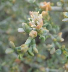 Tetraena chrysopteros