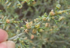 Tetraena chrysopteros