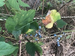 Ampelopsis glandulosa heterophylla
