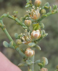 Tetraena chrysopteros