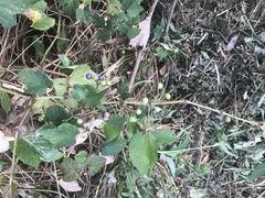 Ampelopsis glandulosa heterophylla